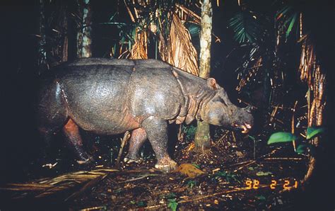 Rinoceronte De Java Rhinoceros Sondaicus Ejemplares Mike