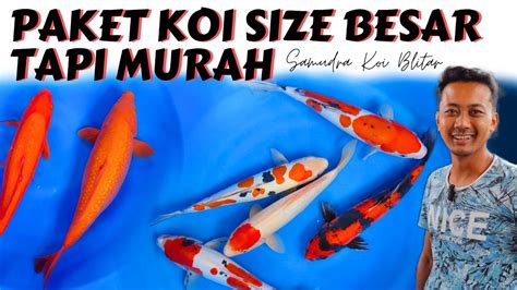 Paket Ikan Koi Blitar Murah Hingga High Quality Samudra Koi Blitar