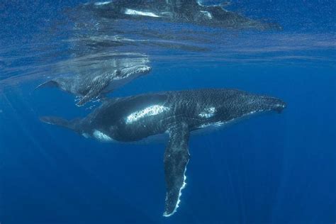 Swim With Humpback Whales And Explore Coral Gardens In Tonga An Unforgettable Adventure