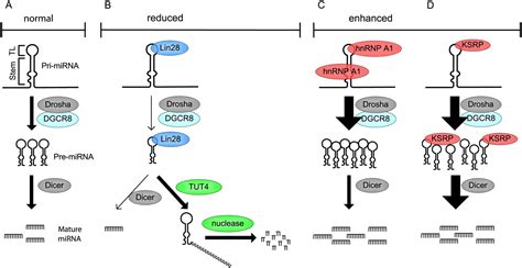 MicroRNAs Macrocontrol Regulation Of MiRNA Processing