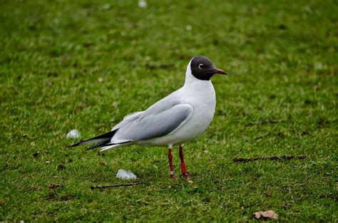 Northern Ireland Black Headed Gull Study Colour Ringed Black Headed