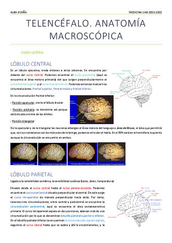 NEUROANATOMIA ALBA Pdf