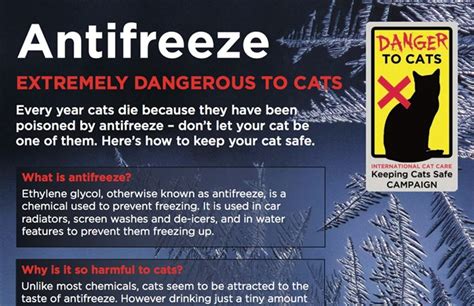 Free Practice Poster Warns Of Antifreeze Danger To Cats Vetnurse News Vet Nurse Vet Nurse