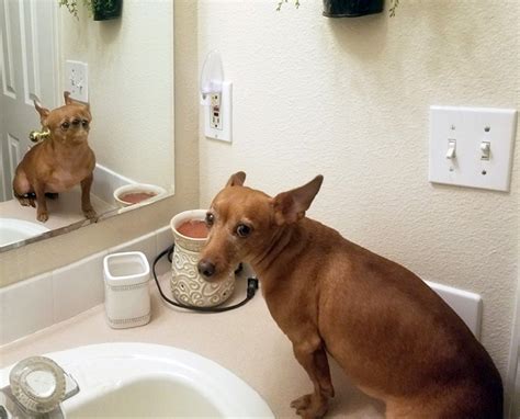 Dog Panoramic Photos Gone Hilariously Wrong (Part 2)