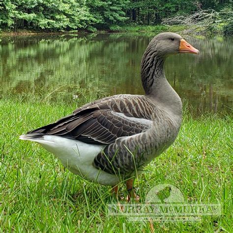 Murray Mcmurray Hatchery Toulouse Geese