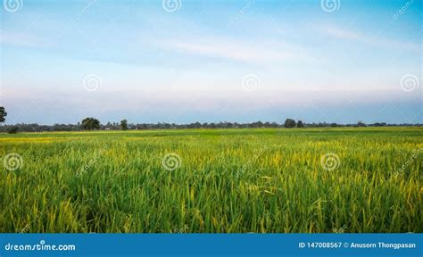 Cielo Azul De La Hierba Verde Del Campo Del Arroz En Puesta Del Sol