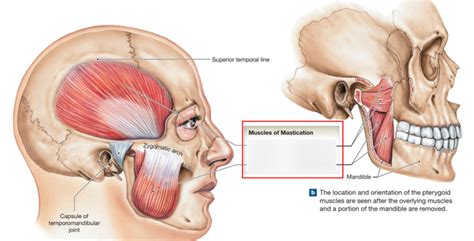 Muscles Of Mastication Diagram Quizlet