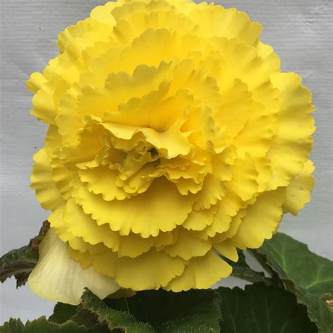 Begonia Tuberous Yellow Mm Pot Formosa Gardens Nursery Ballarat