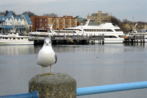 Nyc Brooklyn Sheepshead Bay Wally Gobetz Flickr