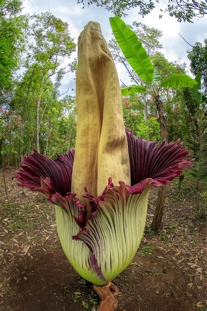 Premium Photo | Corpse flower or amorphophallus titanum in forest
