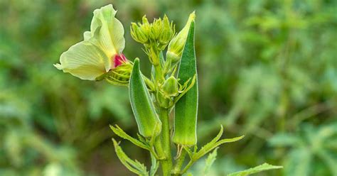 11 Of The Best Companion Plants To Grow With Okra