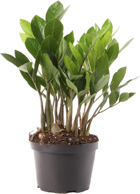 Amazon Costa Farms Zz Zamioculcas Zamiifolia Planta De Interior