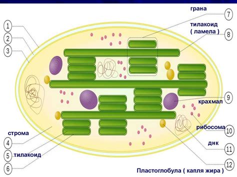 Фотосинтез. 9 класс - online presentation