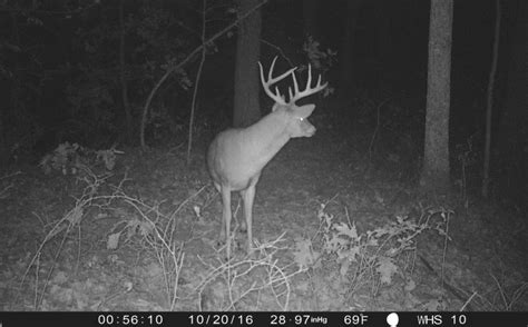 5 Public Land Rut Hunt Strategies Whitetail Habitat Solutions