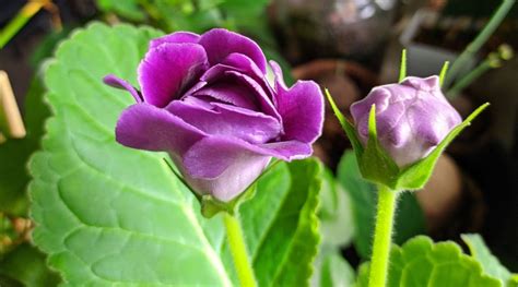 Cómo Plantar Cultivar Y Cuidar Plantas Con Flores De Gloxinia