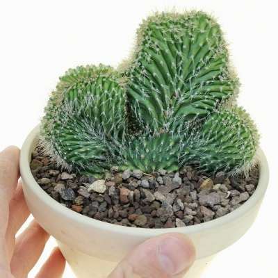 Neobuxbaumia Euphorbioides F Crested Giromagi Cactus And Succulents