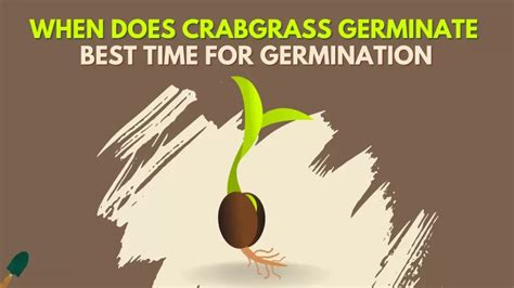 When Does Crabgrass Germinate And At What Temperature