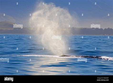 Whale breathing hi-res stock photography and images - Alamy