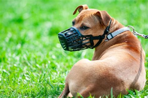 Rabia En Perros Una Gu A R Pida Para Prevenirla Sieger Guide