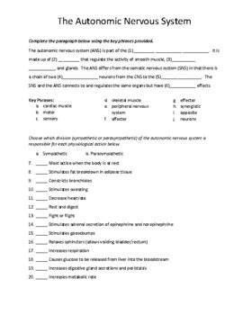 The Autonomic Nervous System Human Anatomy Physiology Review Worksheet