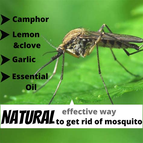 How To Get Rid Of Mosquitoes Naturally