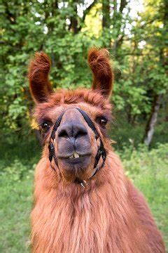 Meet The Herd Mtn Peaks Therapy Llamas Alpacas