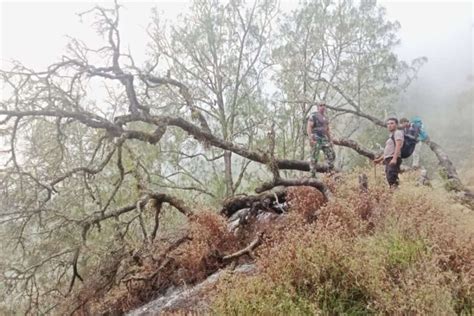 Lahan Yang Terbakar Di Taman Nasional Gunung Rinjani Capai Hektare