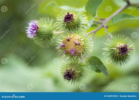 Arctium Lappa Or Greater Burdock Flower Stock Photo Image Of