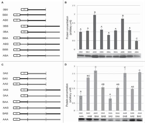 Schematic diagram of various constructs with csn2 or csn1s2 as a coding ...