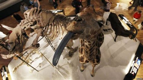 T Rex Helps Reopen National Museum Of Scotland Bbc Newsround