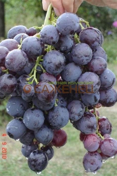 Виноград Кардинал - описание сорта - фото - видео - купить саженцы ...
