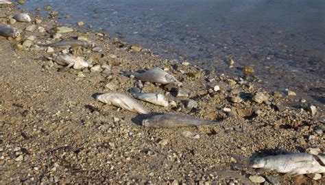 Calabria Mor A Di Pesci Sulle Rive Del Lago Angitola L Allarme Del