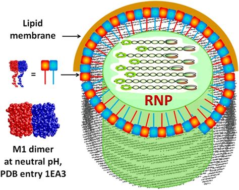 Influenza Virus Matrix Protein M Preserves Its Conformation With Ph