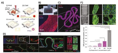 Three Dimensional Bioprinting For Tissue And Disease Modeling