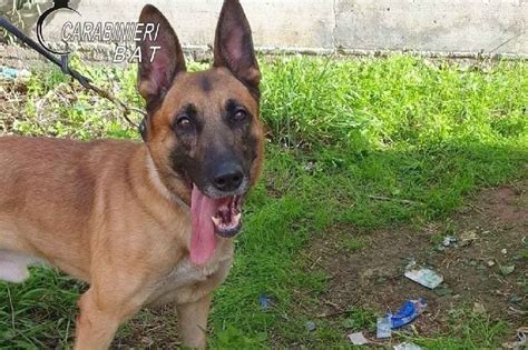 Kiki Il Cane Che Ha Aiutato I Carabinieri A Trovare La Droga In Una