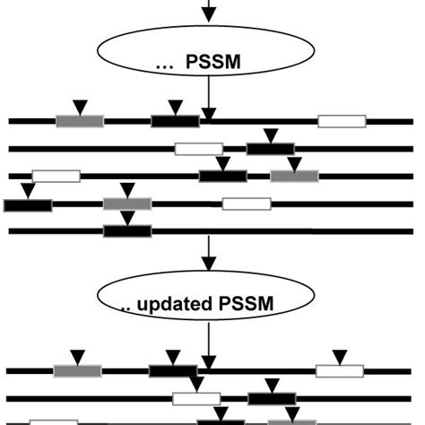 Alignments Of Transcription Factor Binding Sites The Sequence Logo