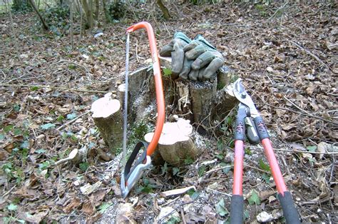 Coppicing for Woodland Management - The Urban Countryman