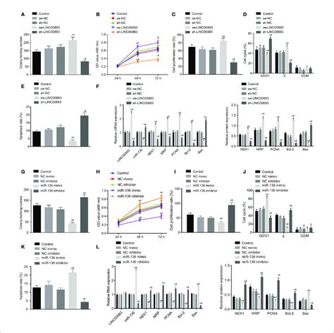 Silencing Of Linc Or Overexpressed Mir Inhibits Colony