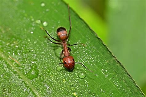 Camponotus Nicobarensis Jeffreycfy Flickr