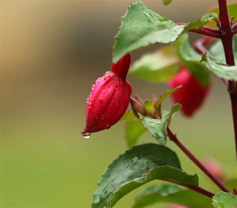 Fuchsia Bud S C Mike J Whitfield Flickr