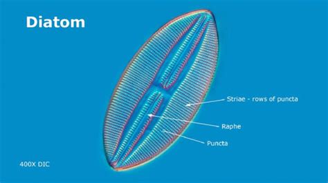 Diatoms - Nature’s Jewels viewed with a Microscope & Motic Microscopes