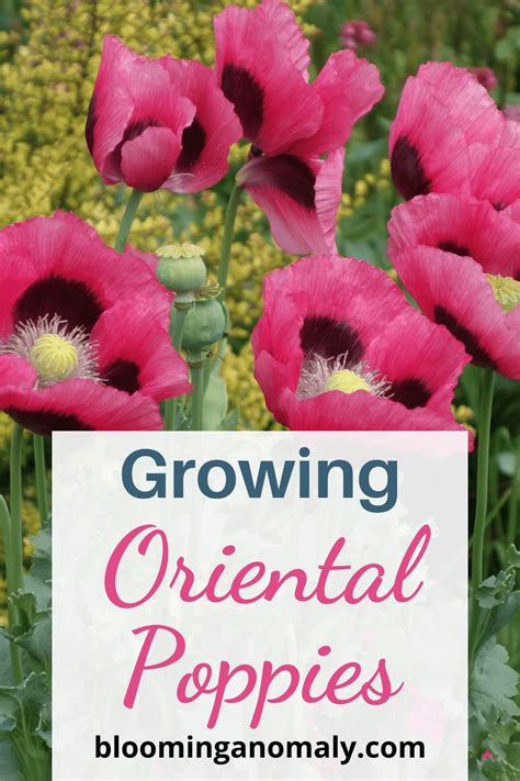 The Ultimate Guide To Growing Oriental Poppies Blooming Anomaly