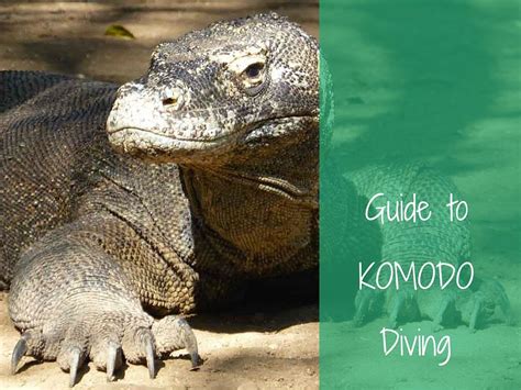 Guide To Komodo Diving More Fun Diving