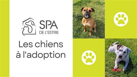 Les chiens à l adoption à la SPA de l Estrie YouTube