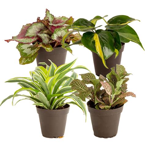 4 Pack House Plants at Lowes.com