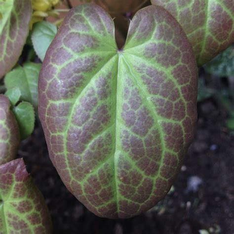 E Is For Epimedium Or Horny Goat Weed A To Z Of Gardens The