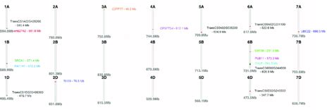 Physical Map Of The Wheat Genome Depicting The Positions Of Putative