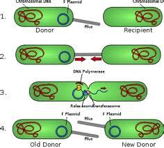 My Bedside Manner Journey Of A Future Md Phd The Kinky World Of Bacterial Sex And Why We