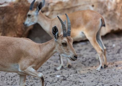 Premium Photo | Baby mountain gazelle walks up rocky bluff, israel. palestine mountain gazelle ...