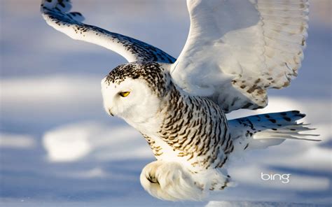 Snowy Owl Wallpaper (73+ images)